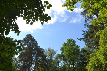Blue sky framed by coniferous and deciduous trees