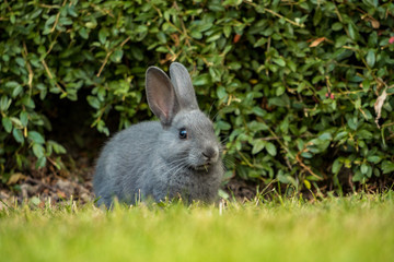 cute grey bunny eating grasses on the green field