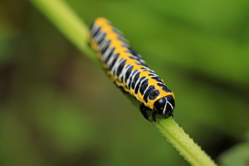 Lettuce winter moth