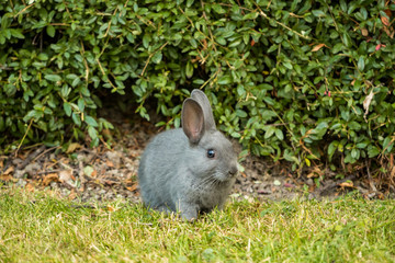 cute grey bunny eating grasses on the green field in front of bushes