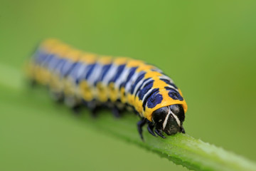 Lettuce winter moth