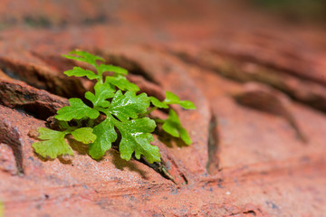 Weeds along the wall.