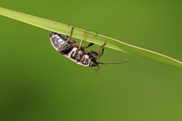 stinkbug on green leaf