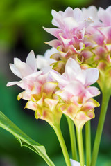 Bouquet of Siam Tulip.