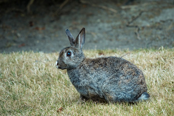 side portrait of grey rabbit sitting on the dry grass