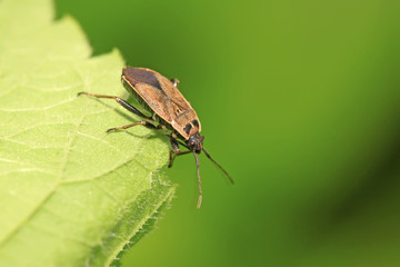 stinkbug on green leaf