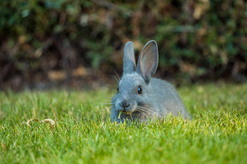 cute grey bunny eating grasses on the green field