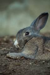 close up of grey rabbit laying on the ground try to have a nap in the shade