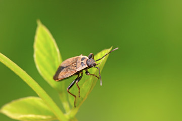 stinkbug on green leaf