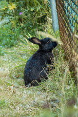 cute black rabbit standing behind wired fence on the road side on the grass