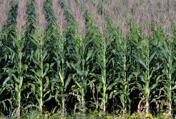 In the field ripens grain corn
