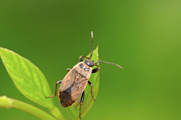 stinkbug on green leaf