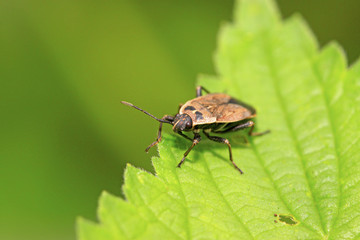 stinkbug on green leaf