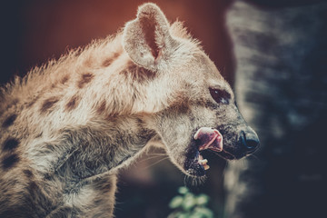 Een gevlekte hyena likt zijn lippen na het eten