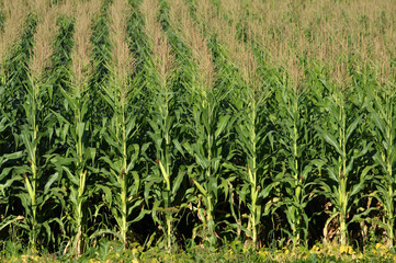 In the field ripens grain corn