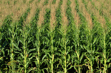 In the field ripens grain corn