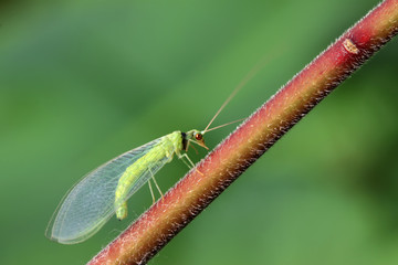 lacewing flies on green leaf
