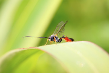 ichneumon wasp on green leaf in the wild