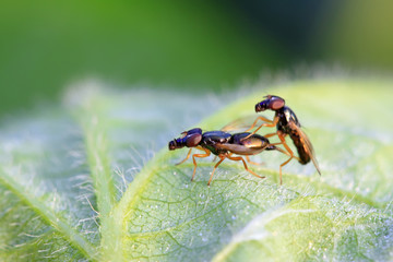 flies insects on the leaves