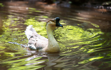 chinese goos swimming in a little lake