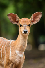 baby nyala