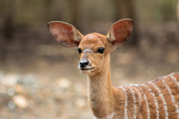 baby nyala