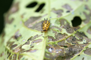 ladybug larvae