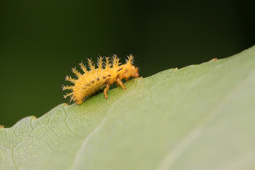 ladybug larvae