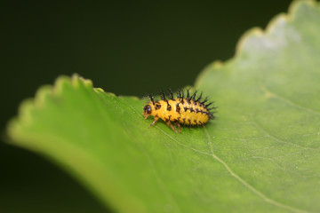 ladybug larvae
