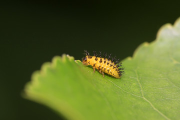 ladybug larvae