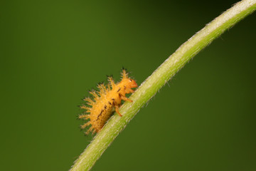 ladybug larvae