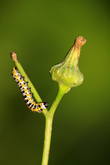 lettuce winter moth larvae