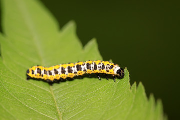 lettuce winter moth larvae