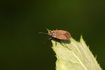 red stinkbug