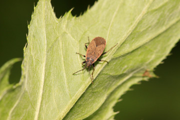 red stinkbug