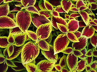 Coleus Kong bright and unusual ornamental plant.