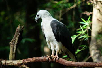 White-bellied Sea-eagle