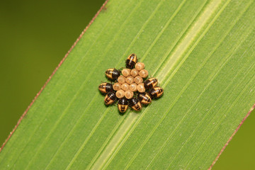 stinkbug larvae and eggs on green leaf