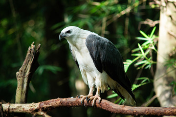 White-bellied Sea-eagle