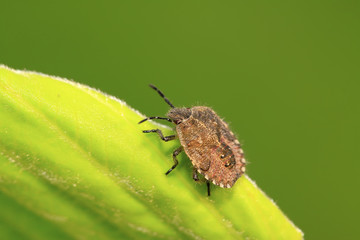 stinkbug on green leaf