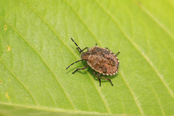 stinkbug on green leaf