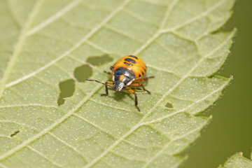 stinkbug larvae on green leaf