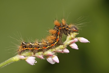 butterfly insect larvae on green leaf