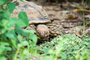 Sulcata tortoise