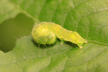 green meat worm on green leaf