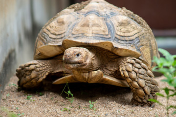 Sulcata tortoise