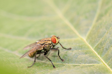 closeup of flesh fly