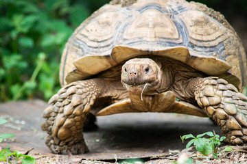 Sulcata tortoise