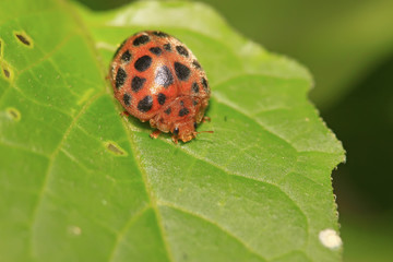 ladybug