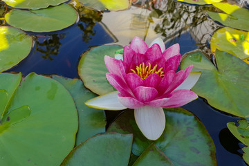 Leaves of the water lily swim in the pond / water lilies